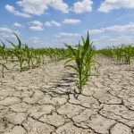 Whether El Nino arrives by mid-year or later could have varying impacts for global crops.