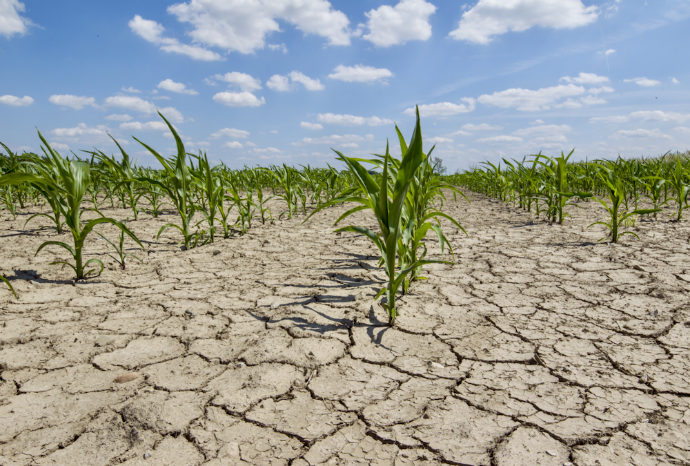 Whether El Nino arrives by mid-year or later could have varying impacts for global crops.